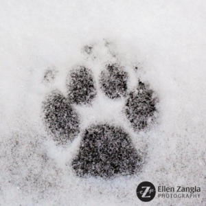 Dog's footprint in the snow in Loudoun County VA by Ellen Zangla Photography