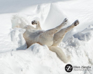Photo of dog rolling in the snow in Loudoun County by Ellen Zangla Photography