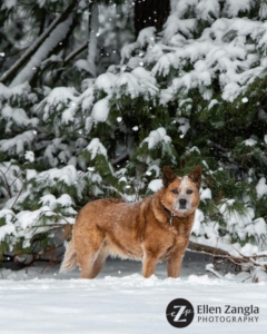 Photo of dog in the snow by Ellen Zangla Photography in Loudoun County VA