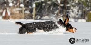 Photo of dog running in snow in Loudoun County VA by Ellen Zangla Phototgraphy