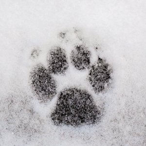 Dog Paw Print in the Snow | Loudoun County Dog paw print in the snow
