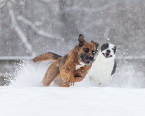 Dogs Playing During a Snow Storm | Loudoun County Two dogs playing outside during a snow storm.
