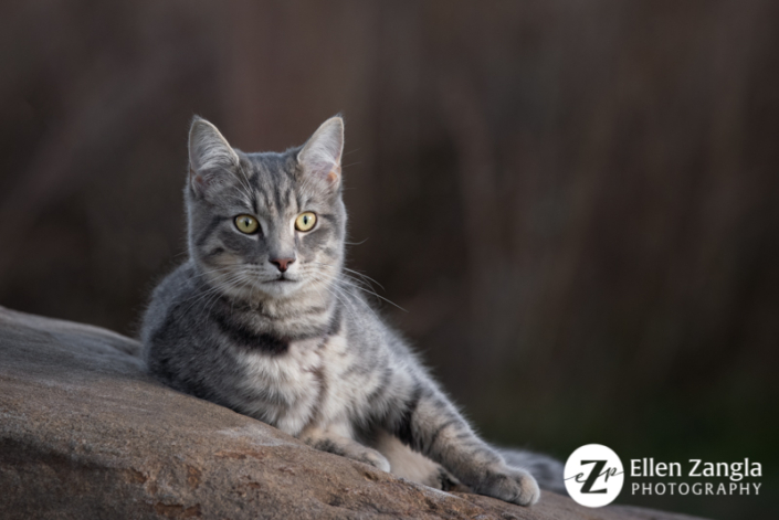Cat photo by Ellen Zangla Photography in Loudoun County VA