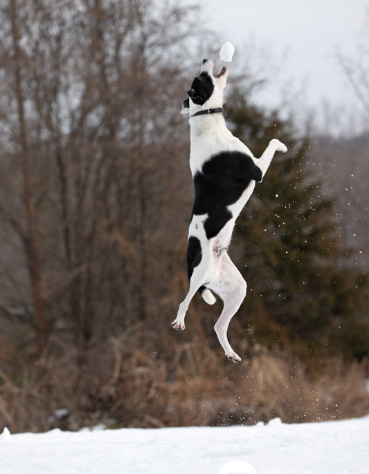 Photo of dog jumping in the snow by Ellen Zangla Photography in Loudoun County VA