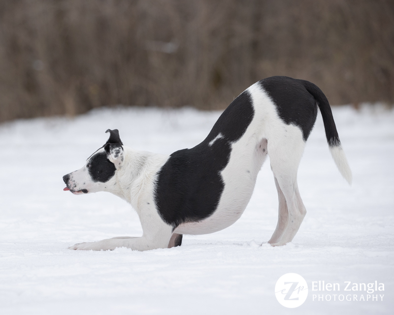 Photo of dog in the snow by Ellen Zangla Photography in Loudoun County VA