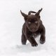 Chocolate Lab puppy running through the snow in Loudoun County.