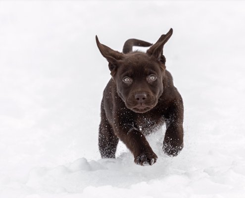 Chocolate Lab puppy running through the snow in Loudoun County.
