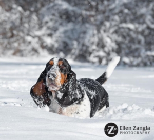 Basset Hound Snow Photo by Ellen Zangla Photography in Loudoun County VA