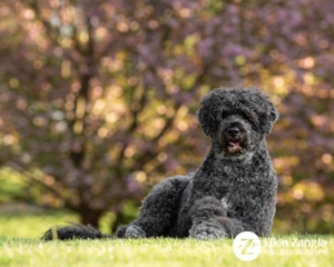 Portugese Water Dog Photo, Ellen Zangla Photography, Loudoun County VA