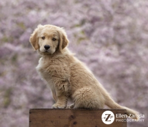 Spring photo tips with photo of Golden Retriever Puppy in front of cherry blossoms