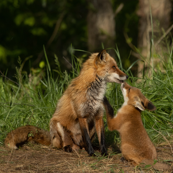 Photo of fox and her kit by pet and wildlife photographer Ellen Zangla Photography