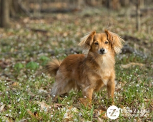 Spring photo tips with photo of dog in the flowers