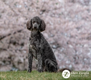 Photo of dog in front of cherry blossoms in Loudoun County, VA