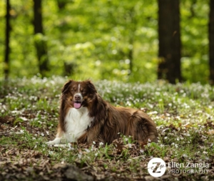 Spring photo tips with photo of Mini Aussie in the flowers