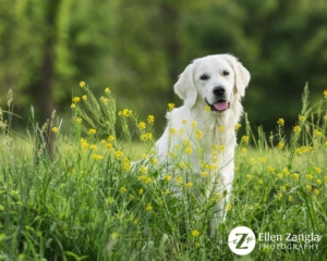 Spring photo tips with photo of Golden Retriever in yellow flowers