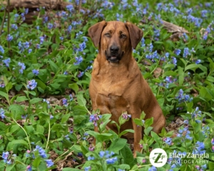 Spring photo tips of Redbone Coonhound in the bluebells