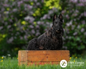 Spring photo tips with photo of Scottie sitting in front of the cherry blossom