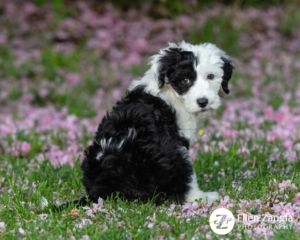 Photo of puppy sitting in the cherry blossoms in Loudoun County, VA