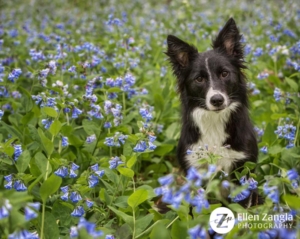 Spring photo tips with photo of Border Collie in the bluebells