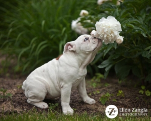 Photo of Bulldog Smelling a Peony in Loudoun County, VA