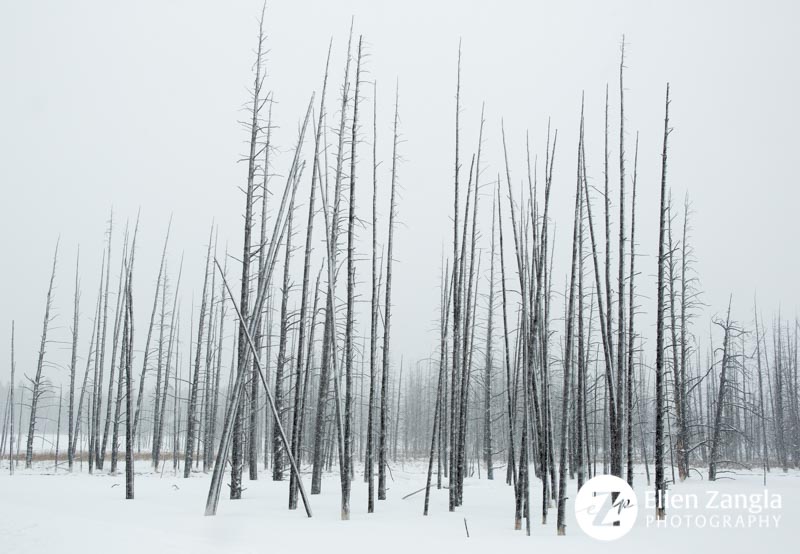 Photo of lodgepole pine trees by pet, wildlife/nature photographer Ellen Zangla Photography in Yellowstone Park