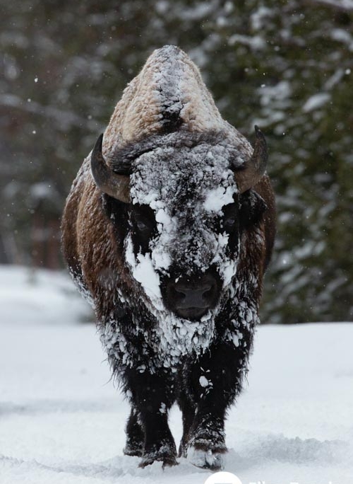 Photo of bison in Yellowstone Park by pet, wildlife, and nature photographer Ellen Zangla Photography