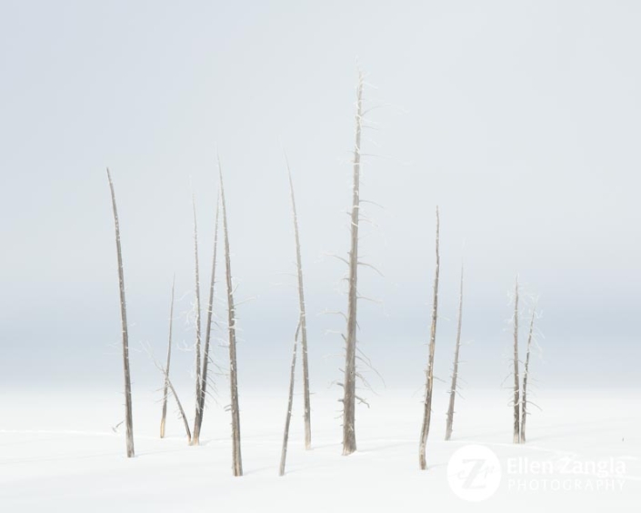Photo of Lodgepole Pine Trees in Yellowstone Park by photographer Ellen Zangla