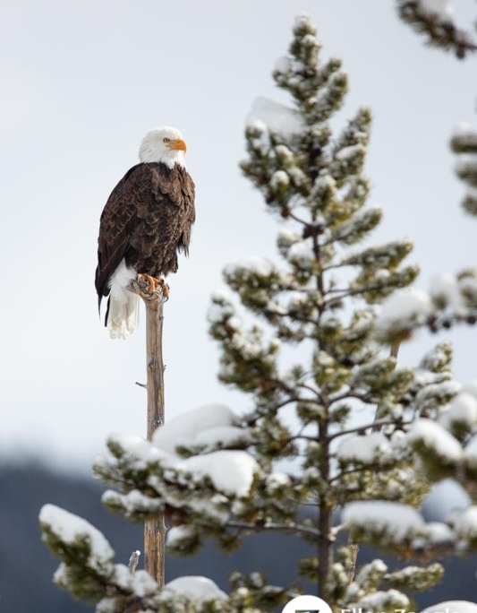 Photo of eagle in Yellowstone by pet and nature photographer Ellen Zangla Photography