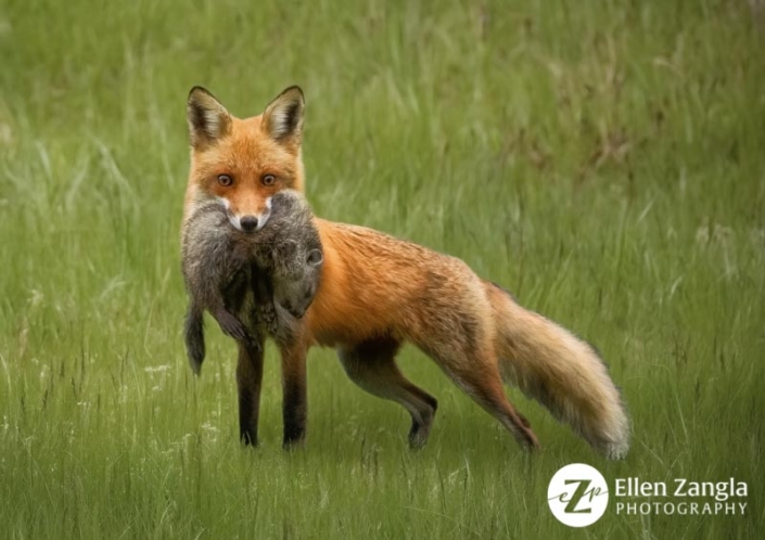Award-winning photo of fox with prey by Ellen Zangla Photography