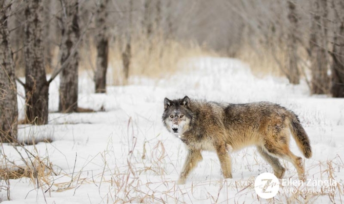 Award-winning photo of wolf walking in snowy woods by pet and wildlife photographer Ellen Zangla Photography