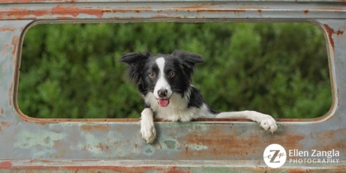 Award-winning Border Collie puppy photo by Ellen Zangla Photography in Loudoun County VA