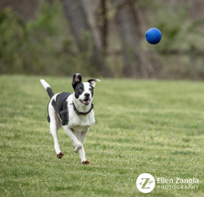 Photo of American Staffordshire Terrier mix chasing a ball in Loudoun County VA by Ellen Zangla Photography