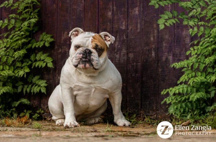 Photo of Bulldog in Loudoun County by Ellen Zangla Photography
