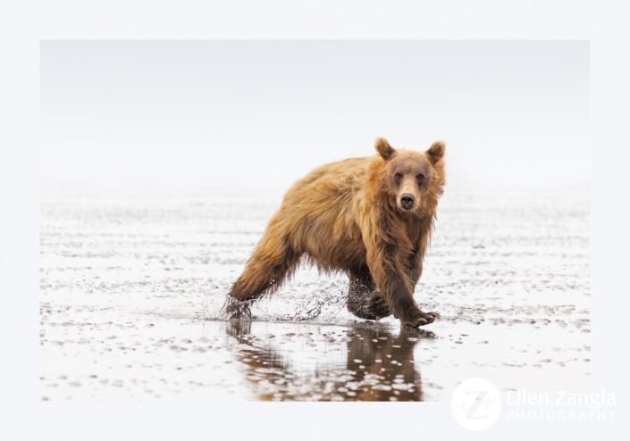 Photo of Grizzly Bear by Ellen Zangla Photography