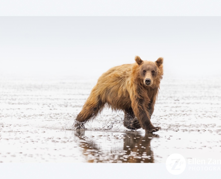 Photo of Grizzly Bear by Ellen Zangla Photography