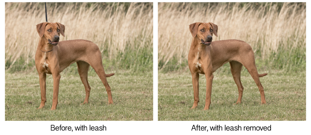 Photo of Redbone Coonhound showing leash removal by Ellen Zangla Photography