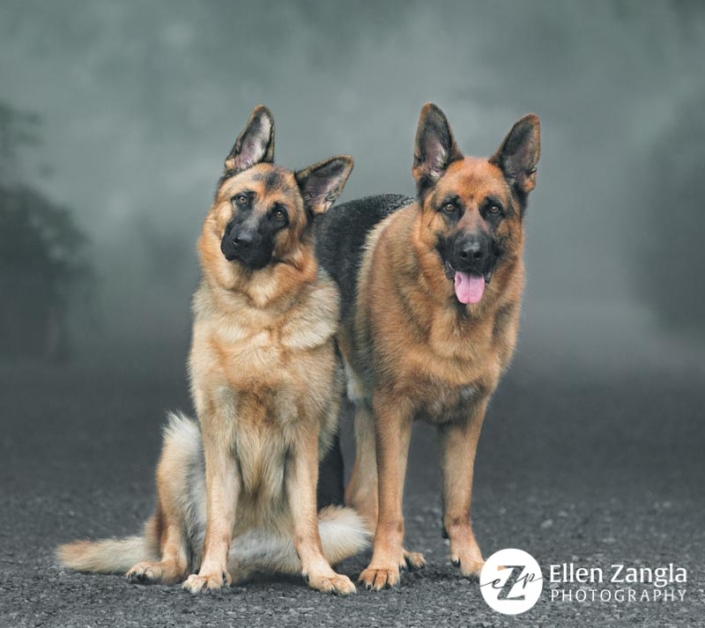 Photo of two German Shepherd in Leesburg VA by Ellen Zangla Photography