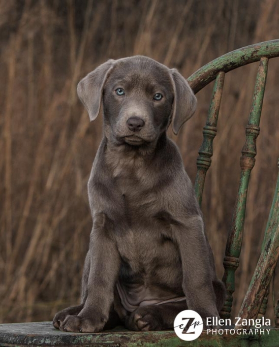 Award-winning photo of Silver Lab puppy by Ellen Zangla Photography in Loudoun County VA