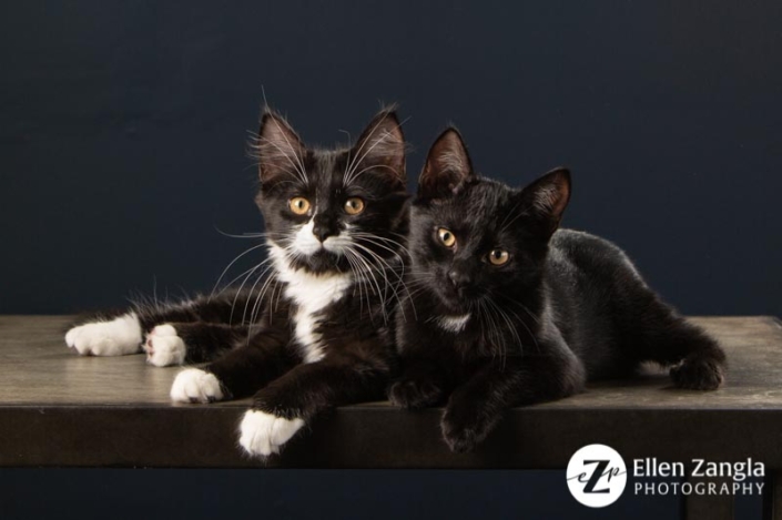 Photo of two kittens by Ellen Zangla Photography taken in Loudoun County VA