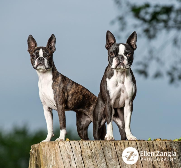 Photo of two Boston Terriers in Loudoun County by Ellen Zangla Photography