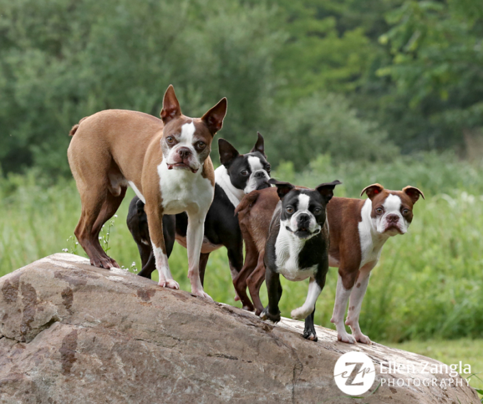 Photo of four Boston Terriers by Ellen Zangla Photography in Loudoun County VA