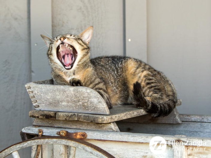 Funny cat photo in Loudoun County VA by Ellen Zangla Photography