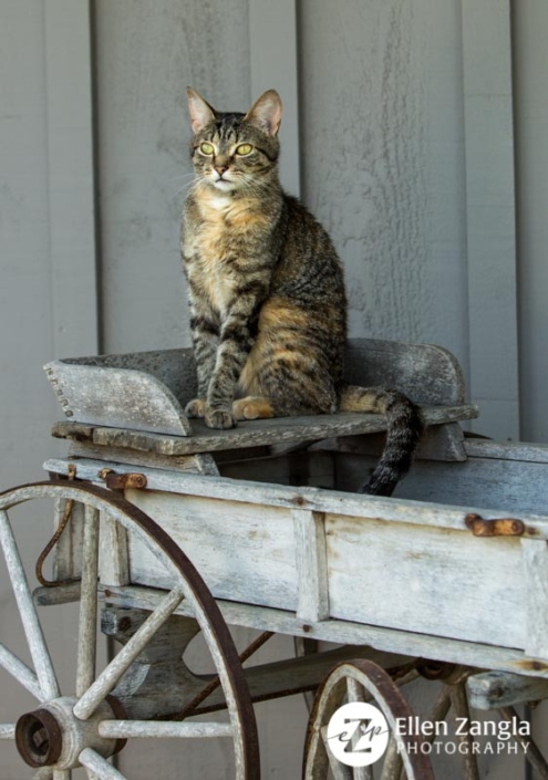 Cat photo by Ellen Zangla Photography taken outdoors in Loudoun County VA
