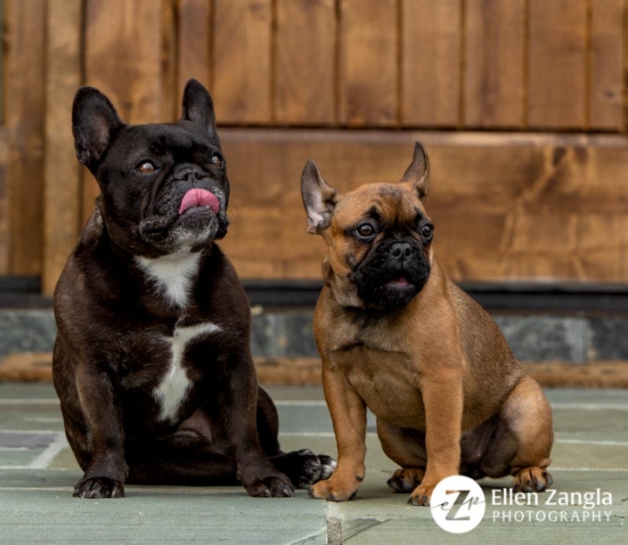 Photo funny of two French Bulldogs taken in Leesburg VA by Ellen Zangla Photography