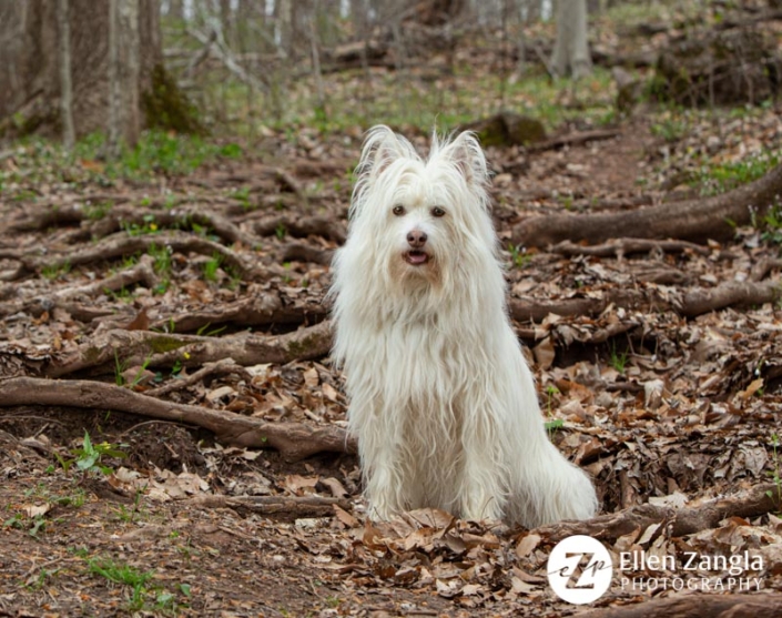 Photo of mixed breed dog in Leesburg VA by Ellen Zangla Photography