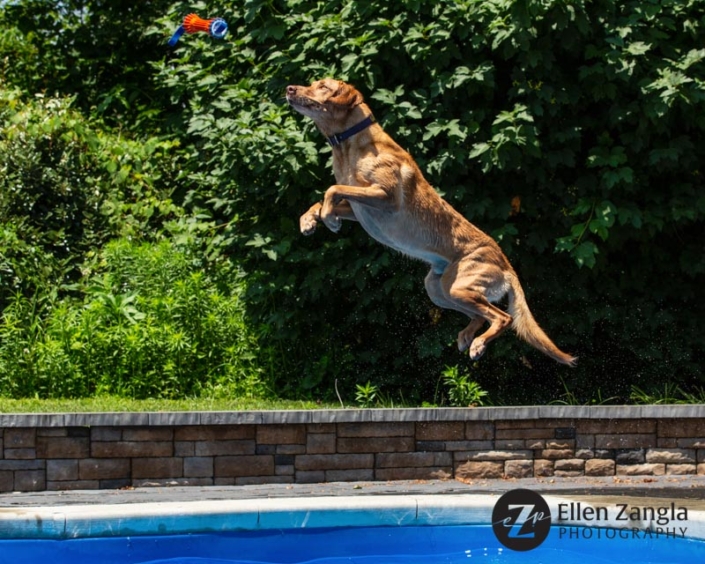 Photo of Lab jumping in a pool in Loudoun County VA by Ellen Zangla Photography