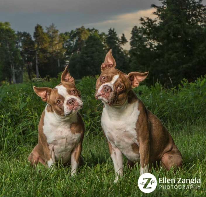 Photo of two Boston Terriers in Leesburg VA by Ellen Zangla Photography