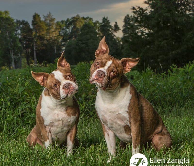 Photo of two Boston Terriers in Leesburg VA by Ellen Zangla Photography