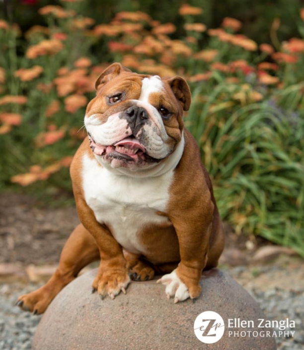 Bulldog photo by Ellen Zangla Photography in Loudoun County VA
