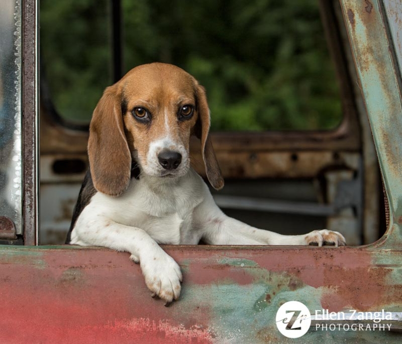 Photo of Beagle in Loudoun County by Ellen Zangla Photography